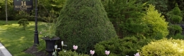  Blue Forest Lane (springtime tulips)